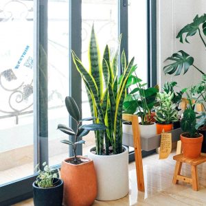 Indoor plants