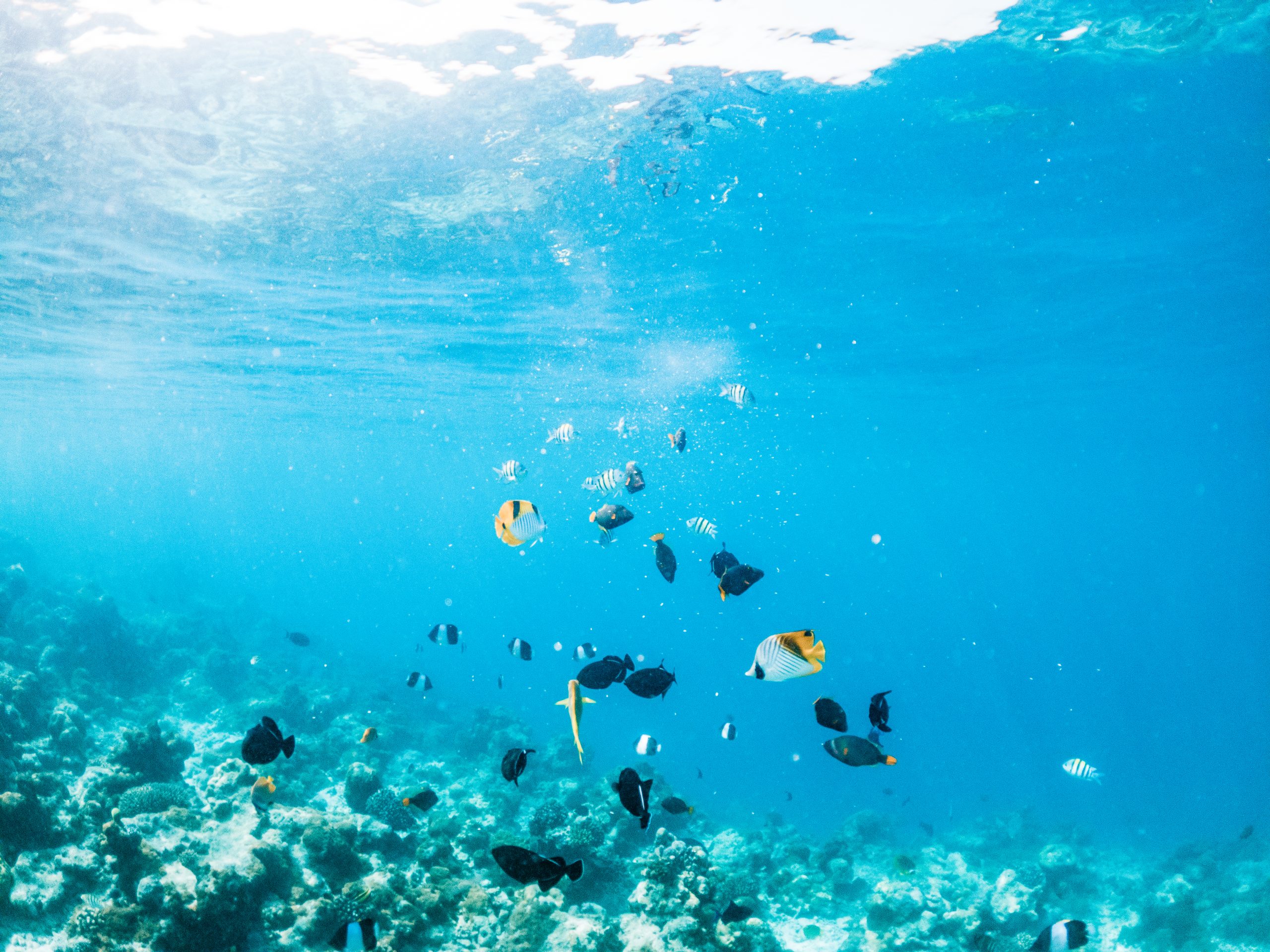 Coral reef and tropical fish - Marine ecosystems we protect